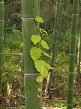 竹林藤蔓