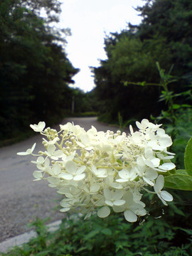 路边的白花