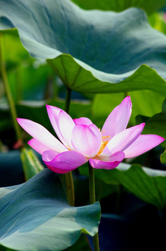 出水芙蓉