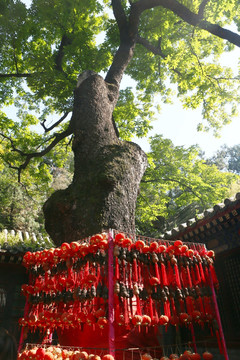 北京潭柘寺