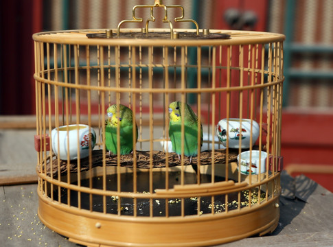 笼中鸟
