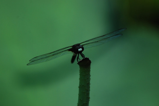 蜻蜓