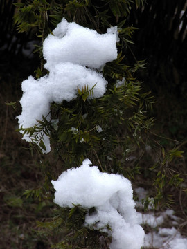 竹枝积雪