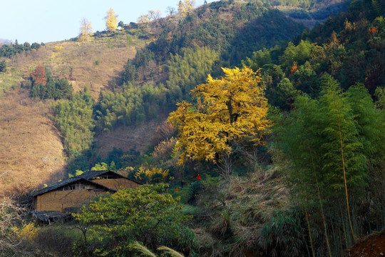 政和铁山镇半岭村