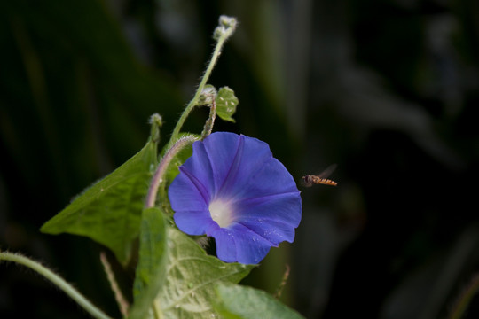 蜜蜂和牵牛花