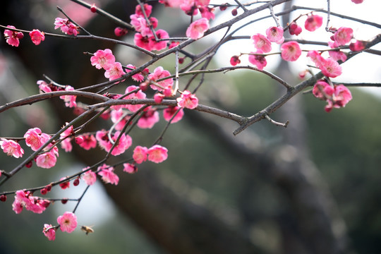 梅花
