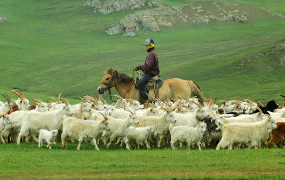 牧羊人和羊群