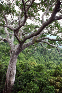 亚龙湾热带天堂森林公园