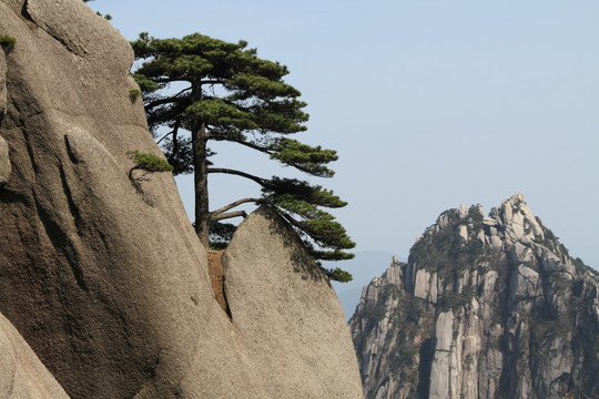 黄山奇松怪石