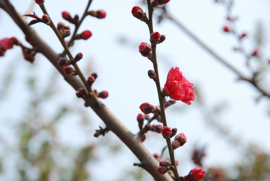 红花待放