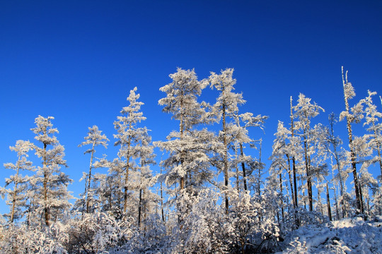 森林雪景