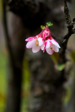 木瓜花