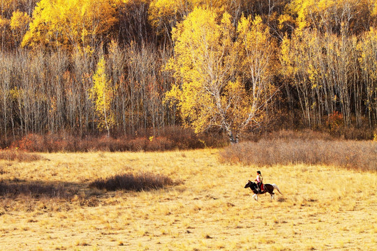 乌兰布统秋景 骏马奔驰