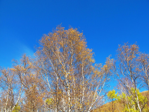 秋季白桦树