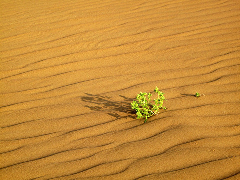 巴丹吉林沙漠 植物