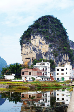 阳朔大榕树景区风光