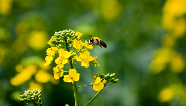 蜜蜂