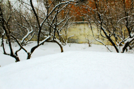 雪景