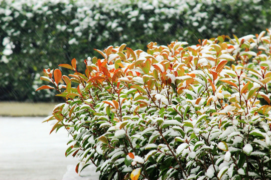 雪景