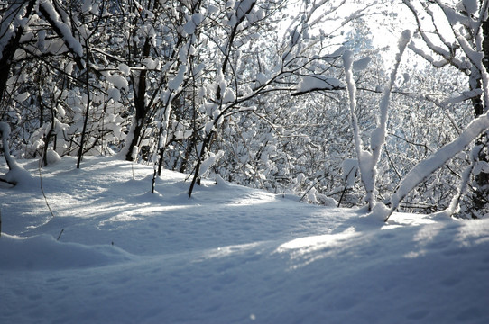 白雪覆盖的森林