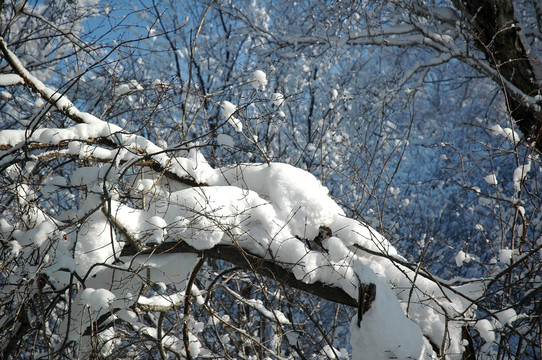 树枝上的积雪