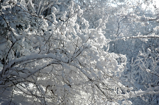 雪林中的冰花