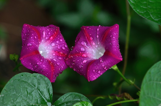 牵牛花