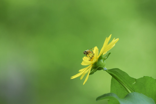 黄花