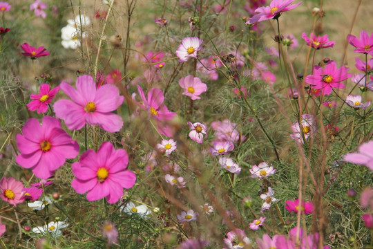 百花