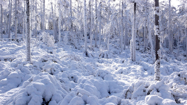 雪林