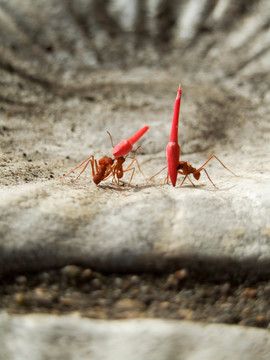 切叶蚁 蚂蚁