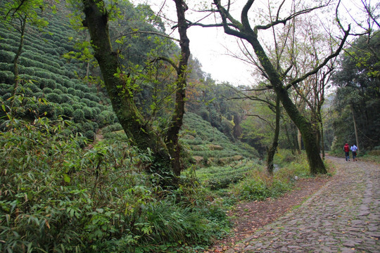 杭州西湖龙井山