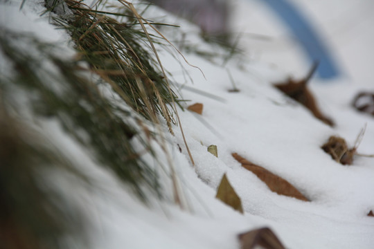 雪趣