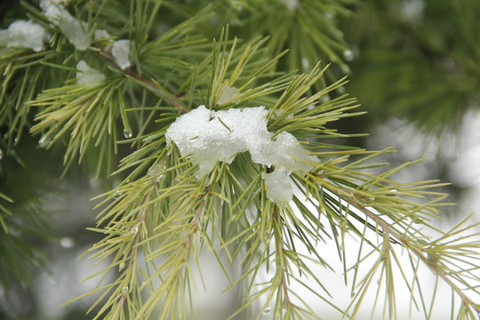 雪松