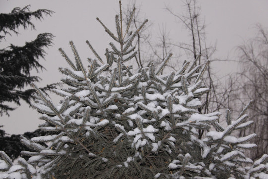 雪与松