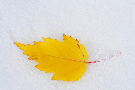 雪地秋叶