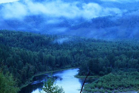 原始森林 蓝色晨雾