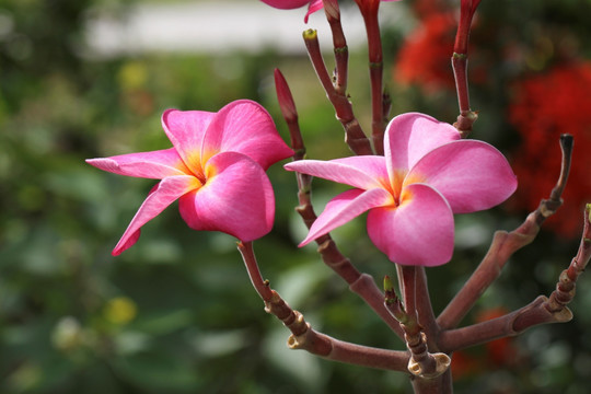 鸡蛋花 热带花卉