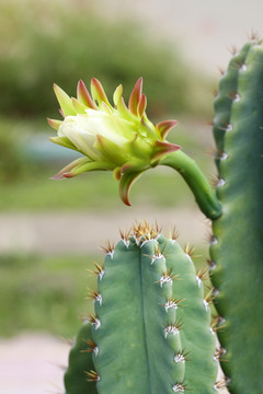 仙人掌花