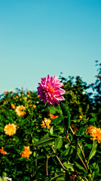 大丽花
