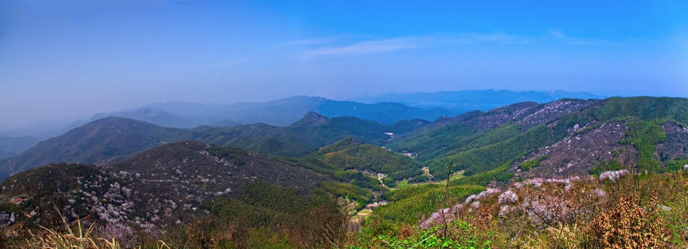 仙山樱花