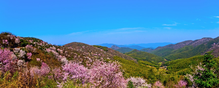 仙山樱花