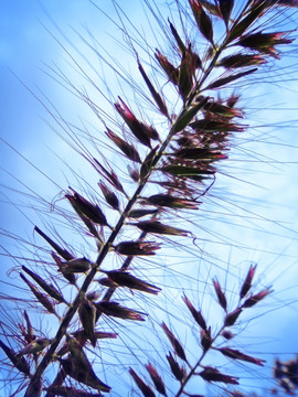 野草