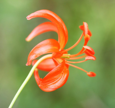 山丹丹花