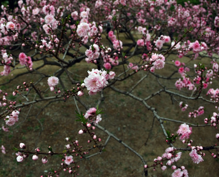 桃花
