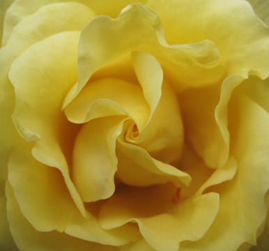 蔷薇花