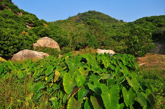 绿色植被 荔枝林