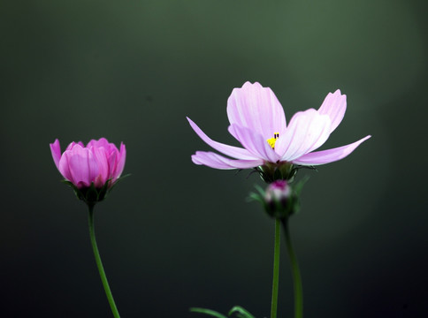 波斯菊