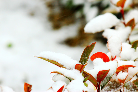 飘舞 雪花