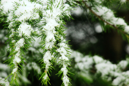 雪松